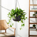 Rancer Hanging Planter - Cool Stuff & Accessories